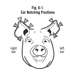 pig id